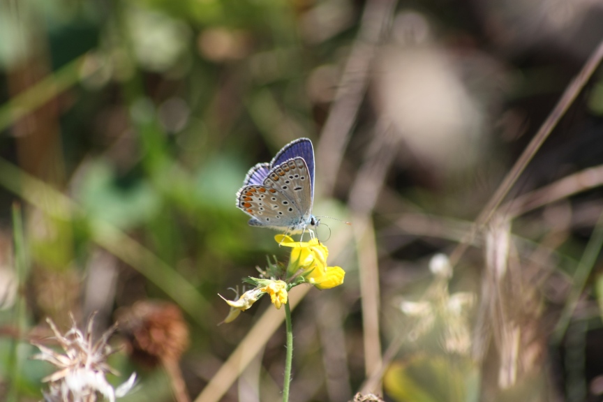 ciclabile Arluno-Boffalora